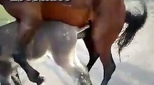 Dog Fuck Girl